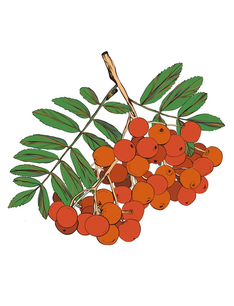 pilādža ogu ķekars